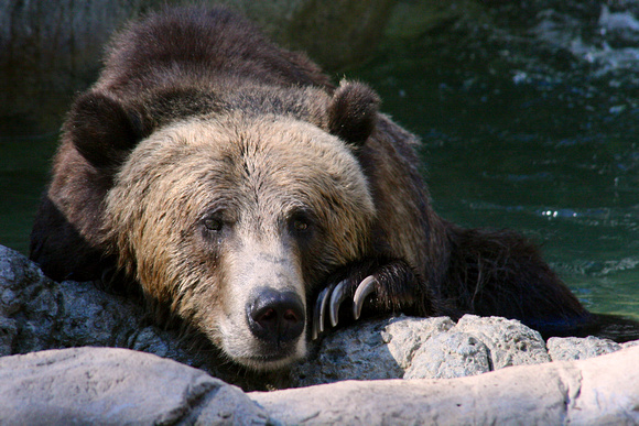 Contemplative Bear
