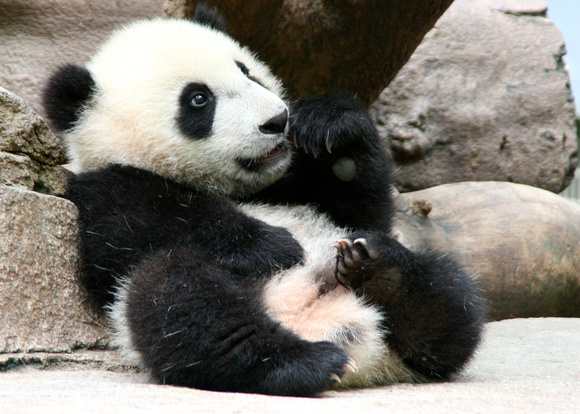 Yun Zi at 6 months old