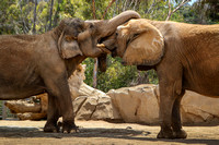 Elephant Embrace
