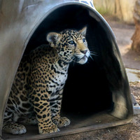 Jaguars in the Igloo