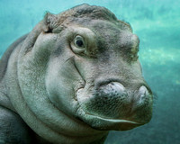 Devi, the Baby Hippo
