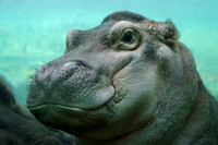 Happy Half-pint Hippo
