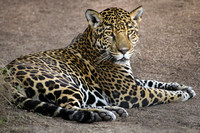 Who's a Gorgeous Jaguar? That Would Be...Nindiri!