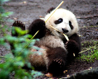 I can chew bamboo