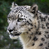 Ramil, the Snow Leopard