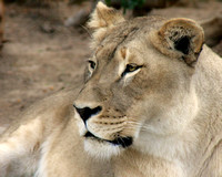 Her highness, the lioness