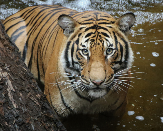 Tiger in the Water