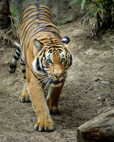 Tiger Walk