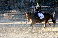 Mule trained in dressage