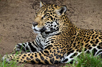Jaguar Daydreams