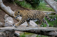 Jaguar Crossing