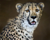 Ayanna the Cheetah