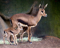 2 day old Gazelles
