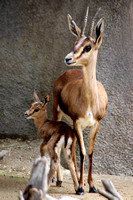Baby Gazelle with mom