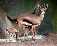 Gazelle mom & babies
