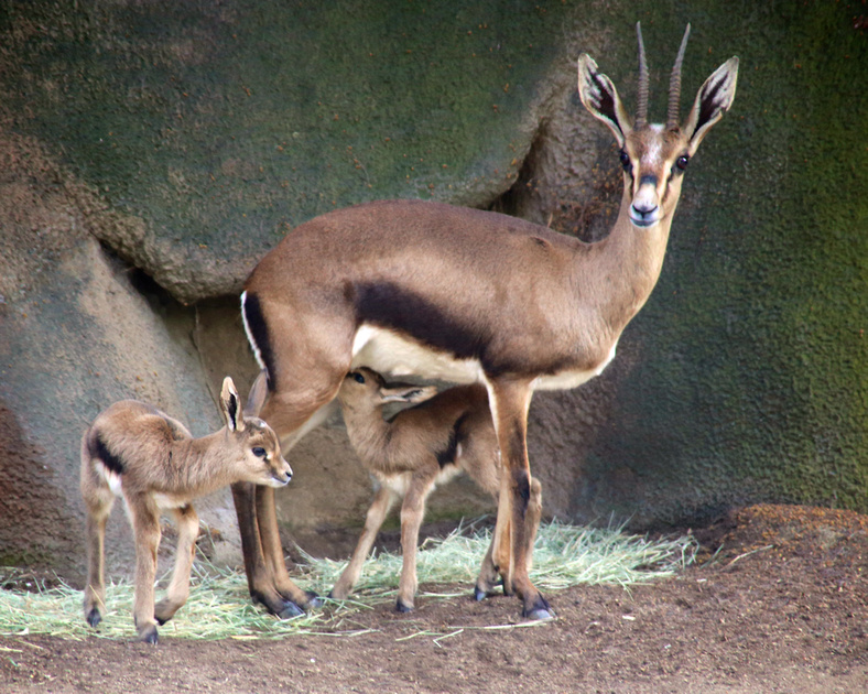 gazelle bébé