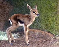 Baby Gazelle just 2 days old