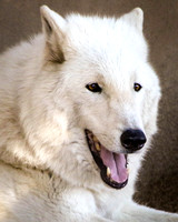 Kenai the Arctic Wolf