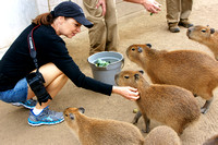Getting to Know the Capybaras