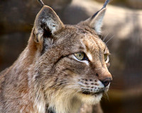 Lovely Lynx