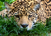 Maderas the Jungle Jag