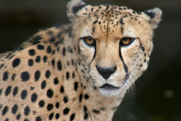 Bakka the Cheetah