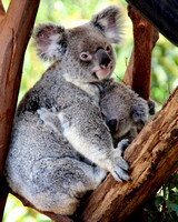 Koala Kuddles