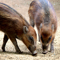 Pair of Piglets