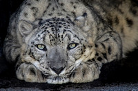 Anna, the Snow Leopard