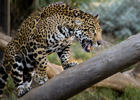 Being a Jaguar