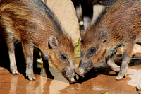 Two piglets in a puddle