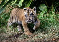 Suka the Playful Tiger Cub