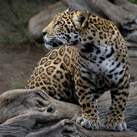 Jaguar Fun