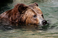 Grizzly Submarine