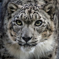 Ramil, the Charming Snow Leopard