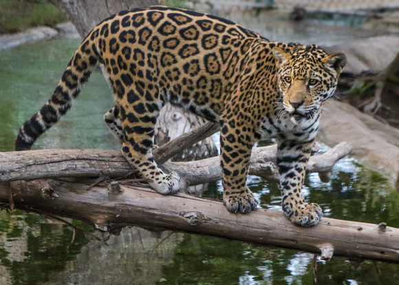 Jaguar Territory