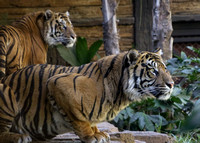 Tigers on Watch
