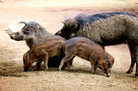 The Warty Pig Family