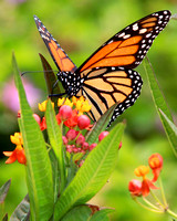 Monarch Butterly