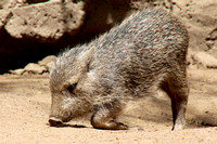 Downward Peccary