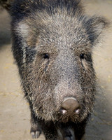 Personable Peccary