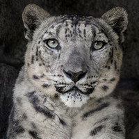 Anna, Queen of the Snow Leopards