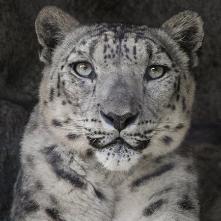 Anna, Queen of the Snow Leopards