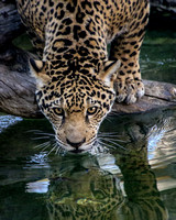 Reflections of a Young Jaguar
