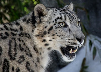 Snow Leopard in the Snow...It's a Beautiful Thing!
