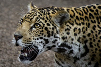 Magnificent Jaguar