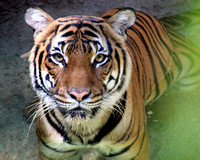 Tiga the Tiger