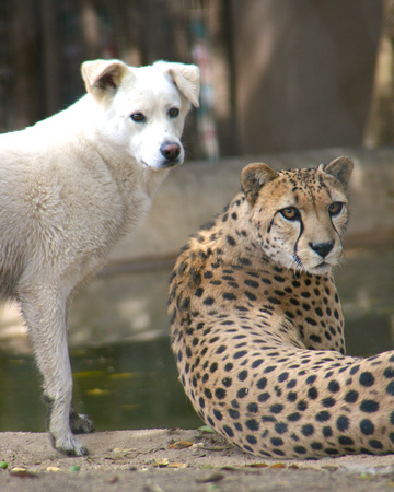 Bakka the Cheetah & Miley the dog