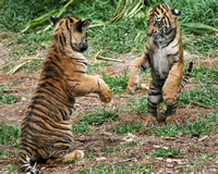 Rockem' Sockem' Tiger Cubs