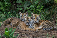Joanne's Trio of Tiger Cubs